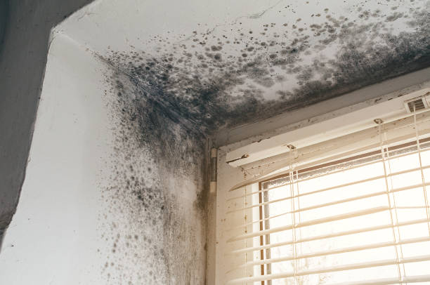 Affordable Mold Inspection And Testing solutions in Bridgeport, WA